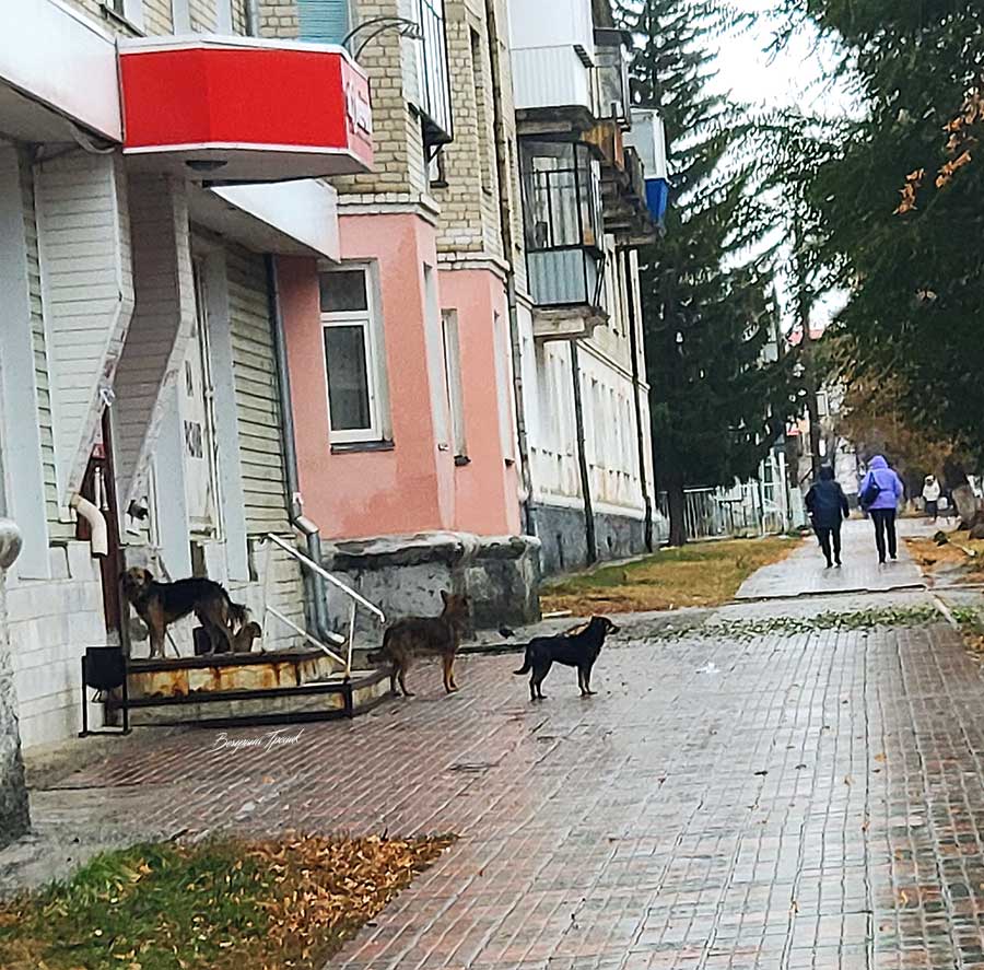 В Троицке бродячие собаки столбят место у магазинов