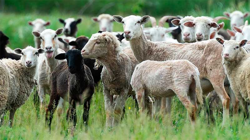 В районе развивают агротуризм на овечьей ферме