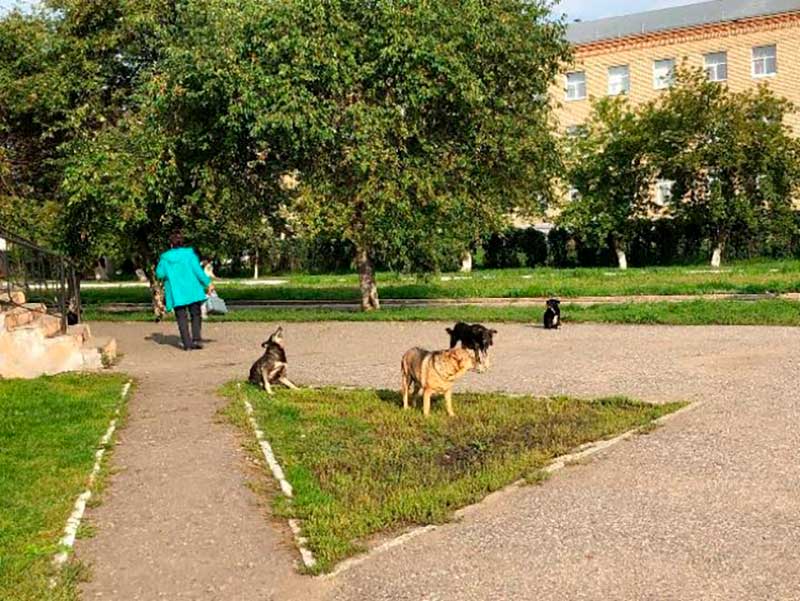 вечерний троицк дайджест